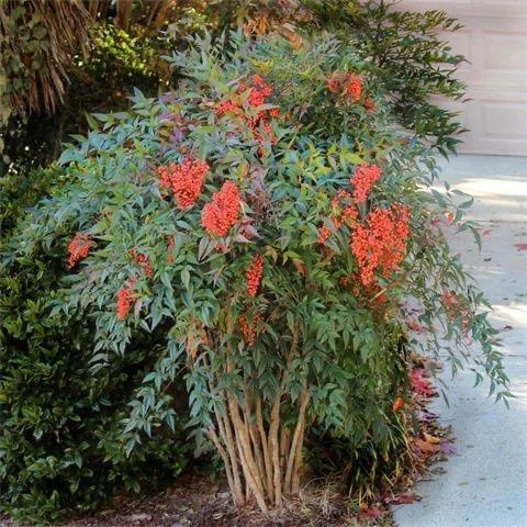 河南潢川花木在线