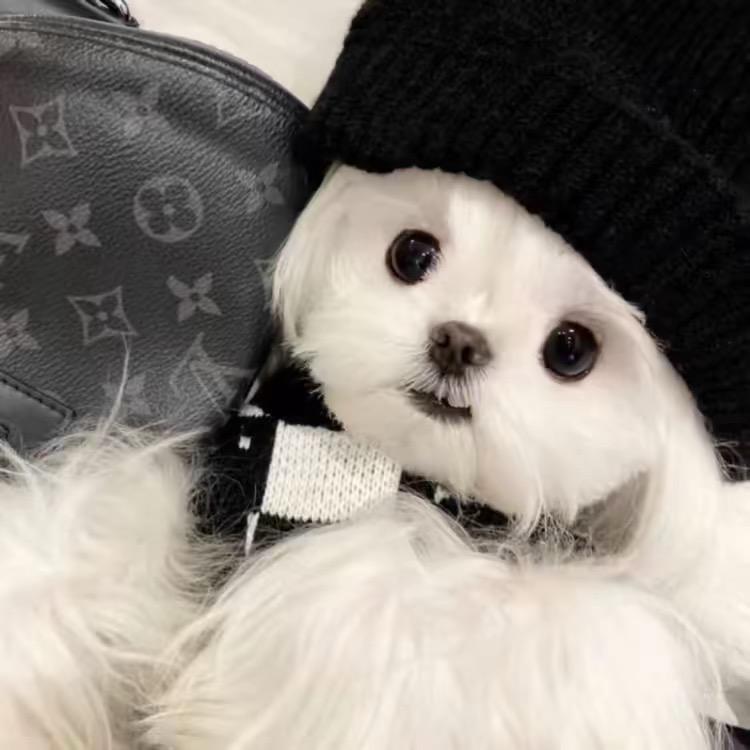 诸事皆宜
