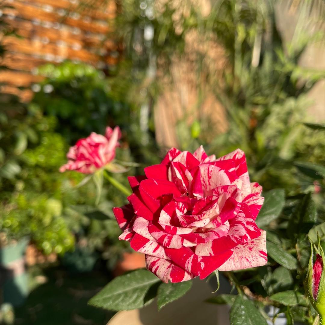 素妃花园