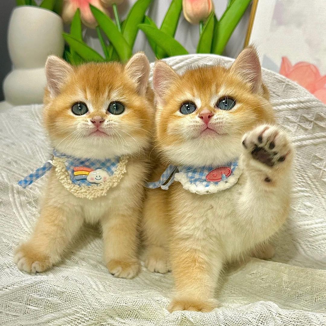 喵想乐金渐层猫舍