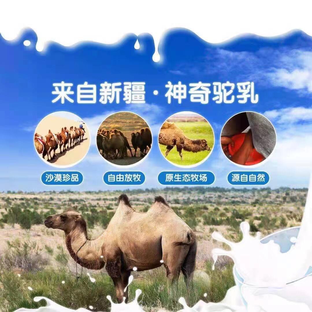 丝路驼宝厂家直供