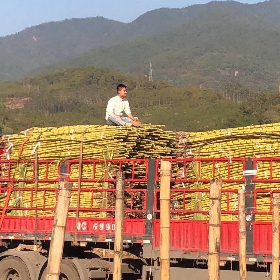 众兄果业—藤藤菜