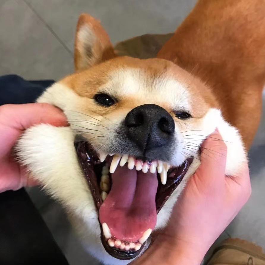 大旭小柴