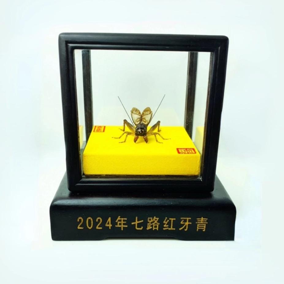 金秋虫缘（蛐蛐）