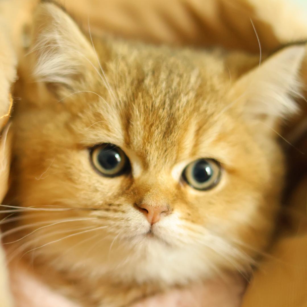 小猫先生