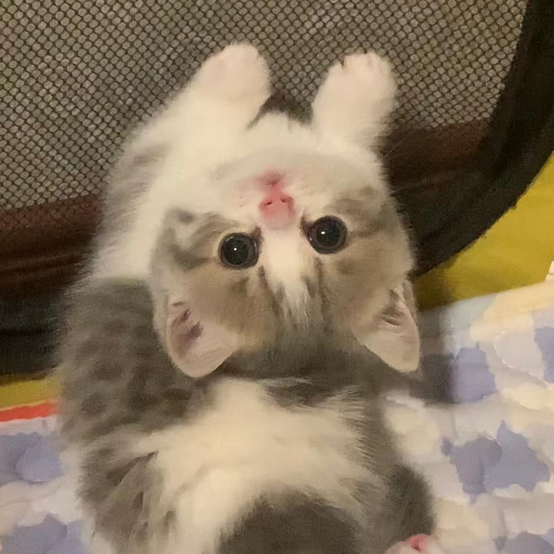 橙胖胖