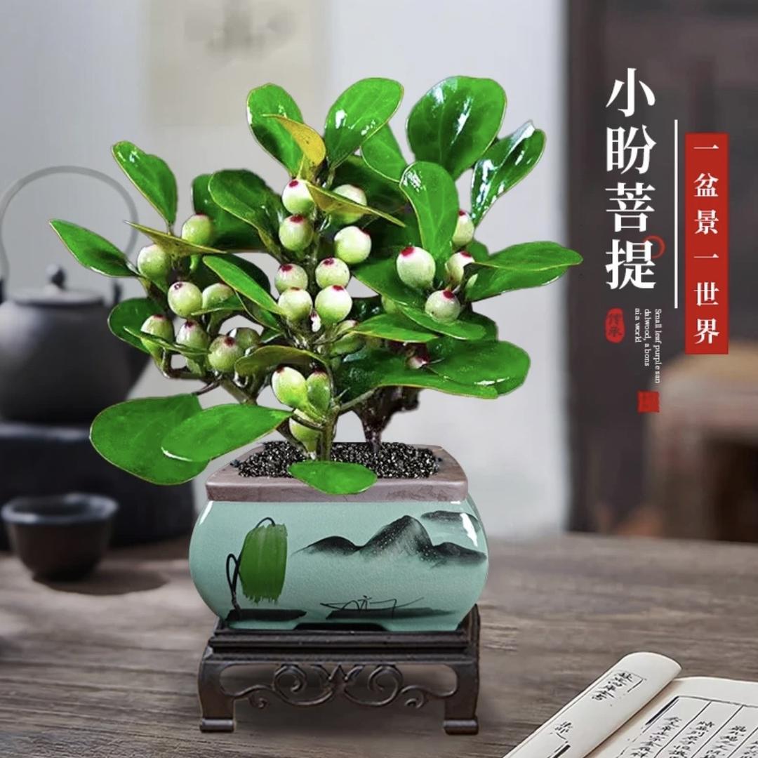 雕大师绿植旗舰店