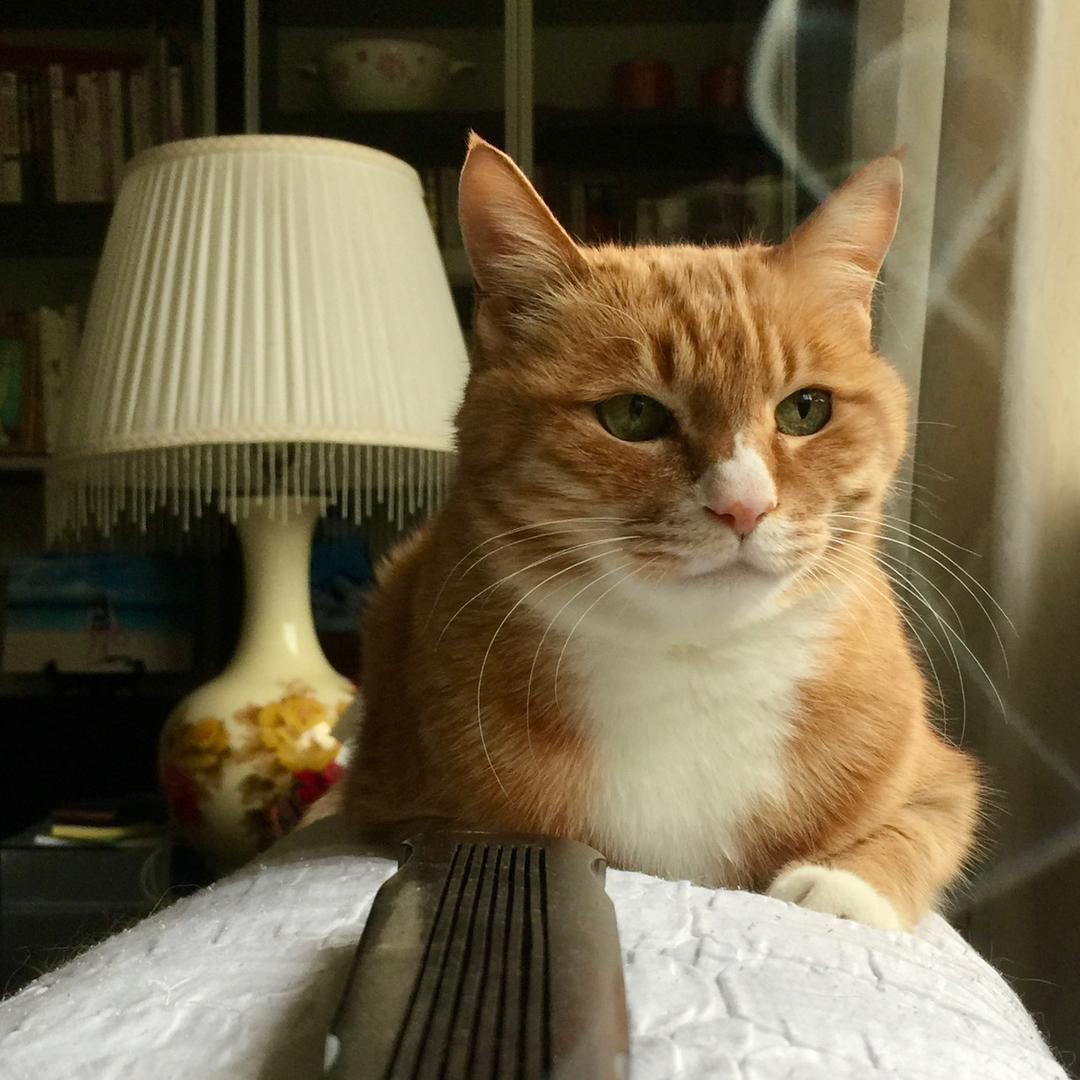 猫咪虎子