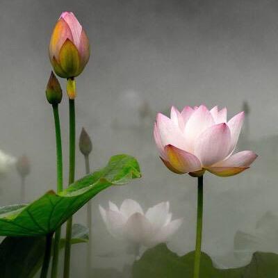 光耀菩提