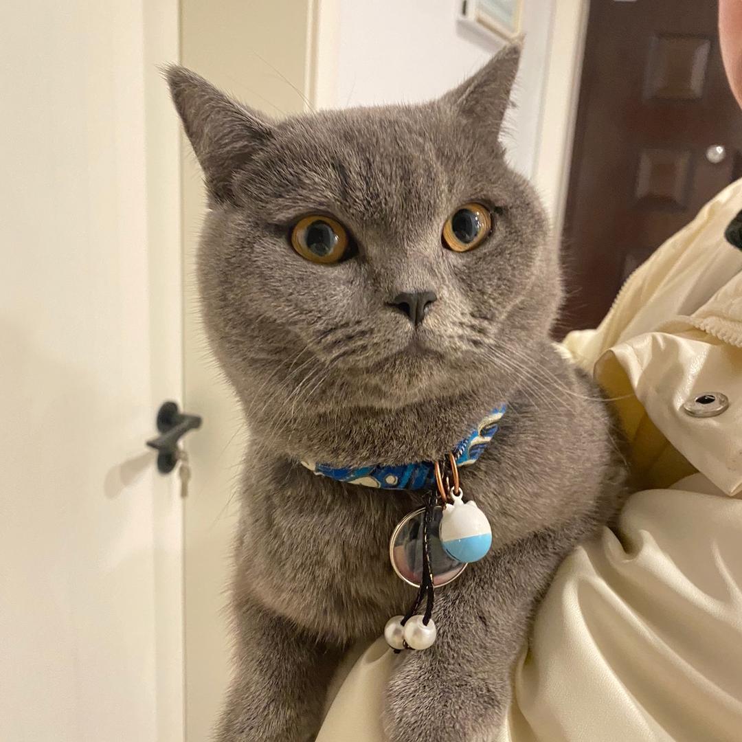 九百🐈‍⬛ྀིྀི