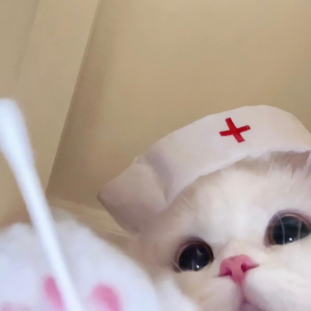 小猫咪是锅贴