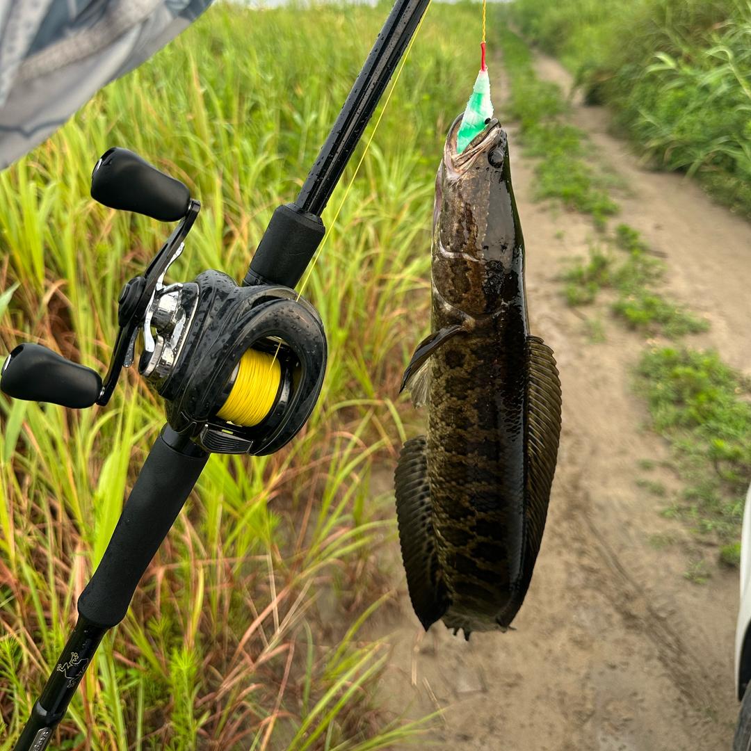 大饶路亚🎣