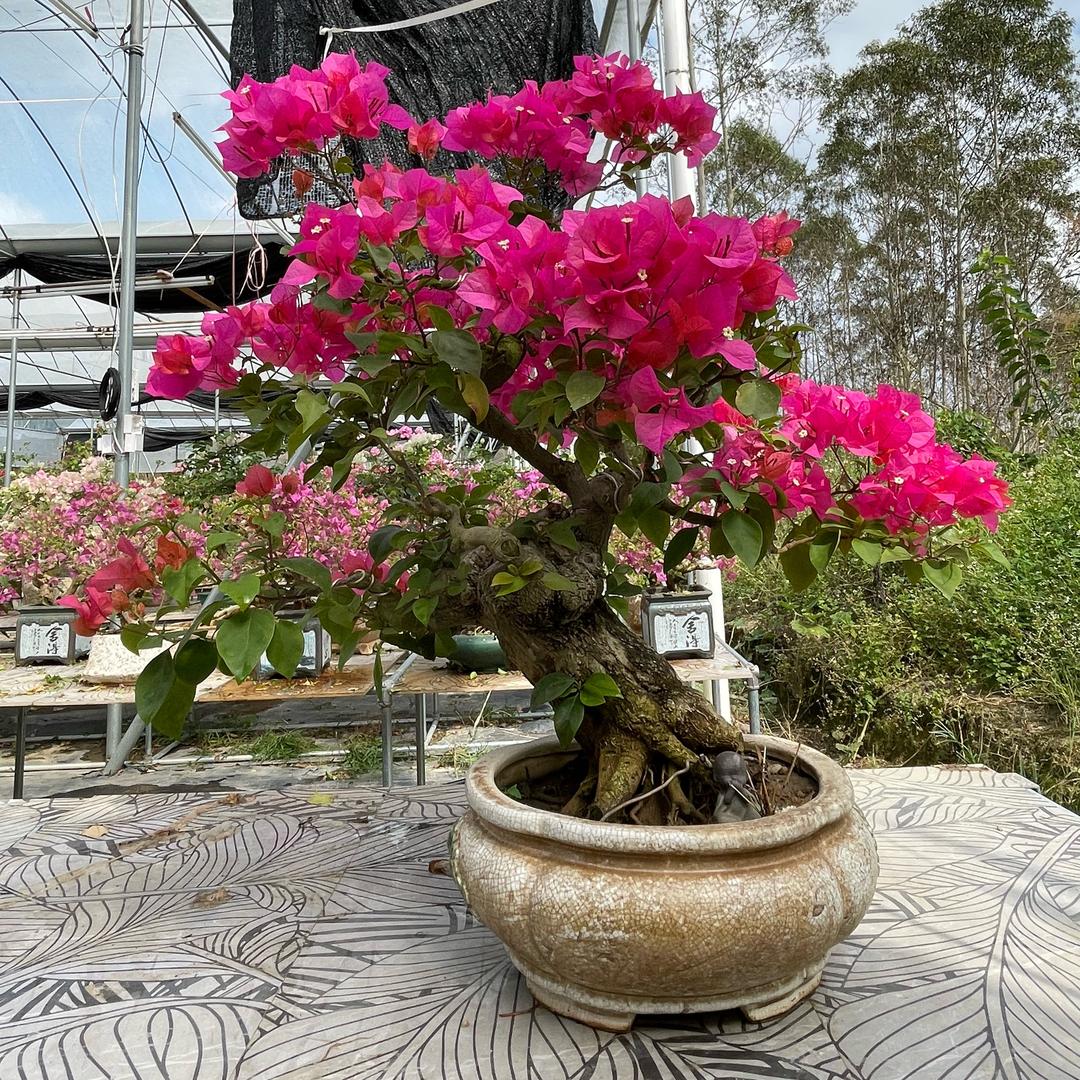 表姐庭院三角梅