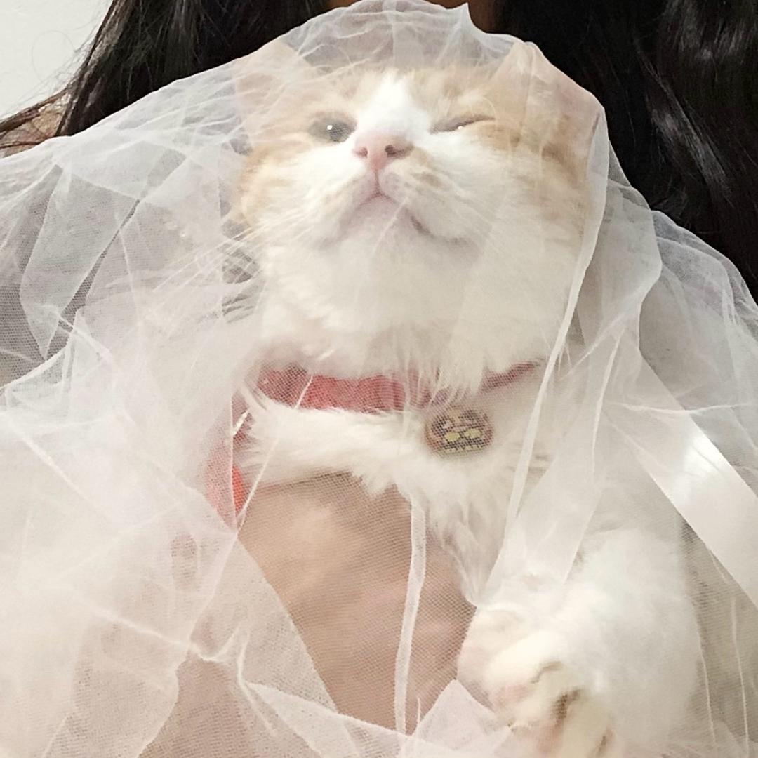 歆歆🐟猫