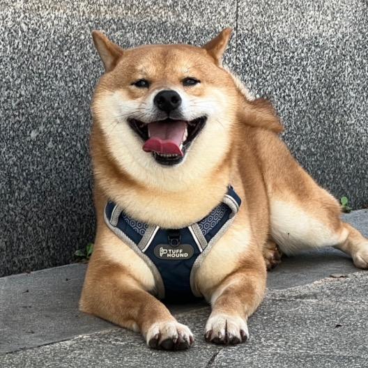 不二柴犬西西
