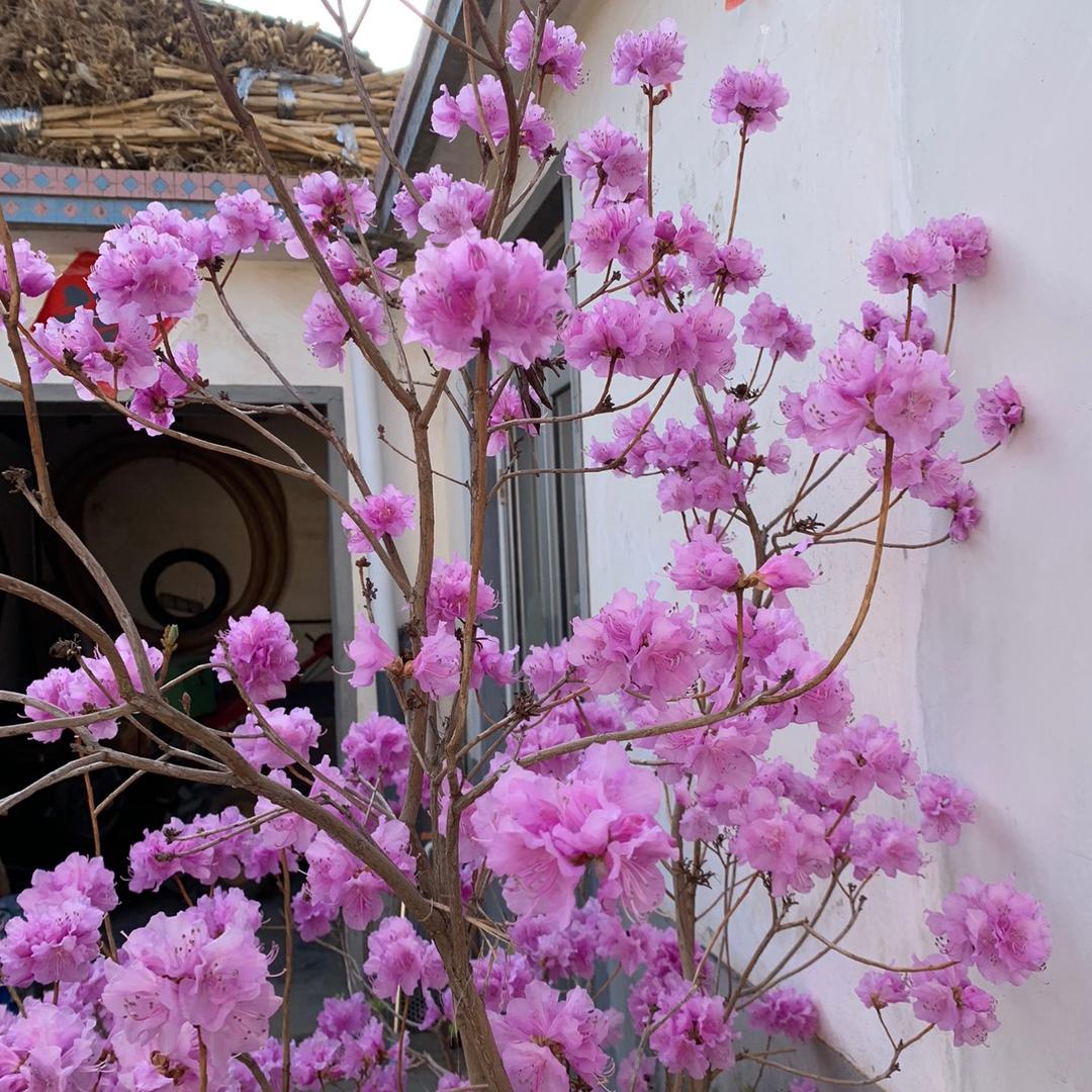 小苹果