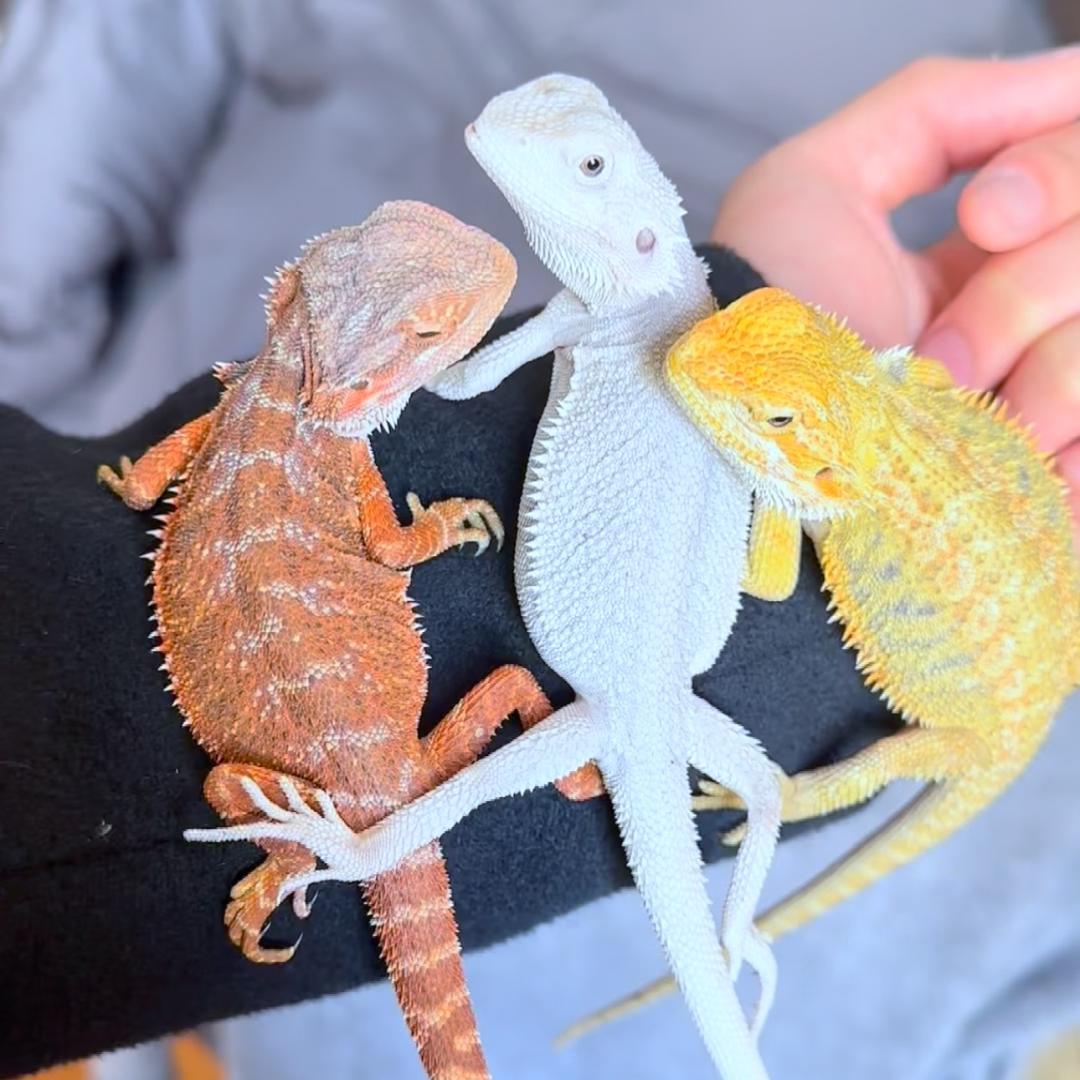 小恐龙鬃狮蜥日常