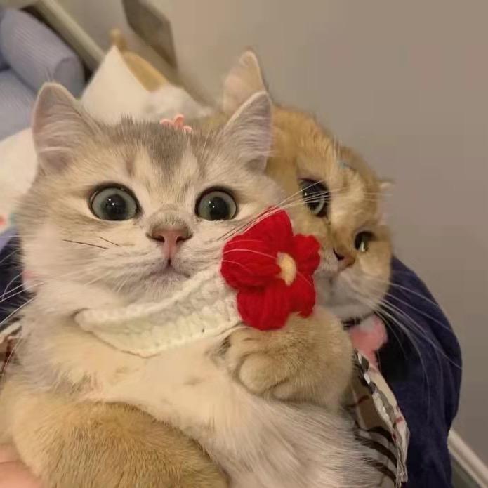 🐾