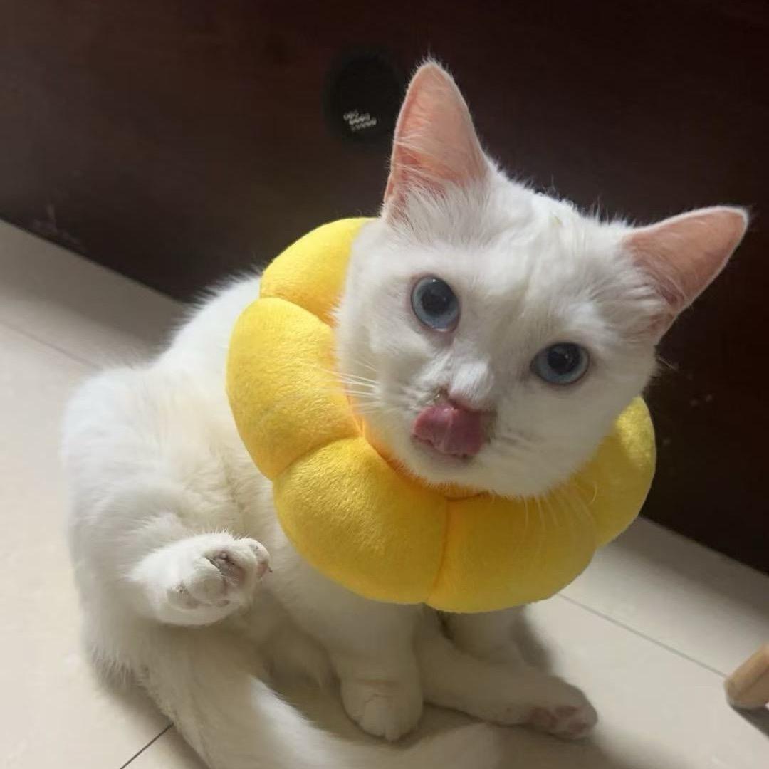 易易会发财