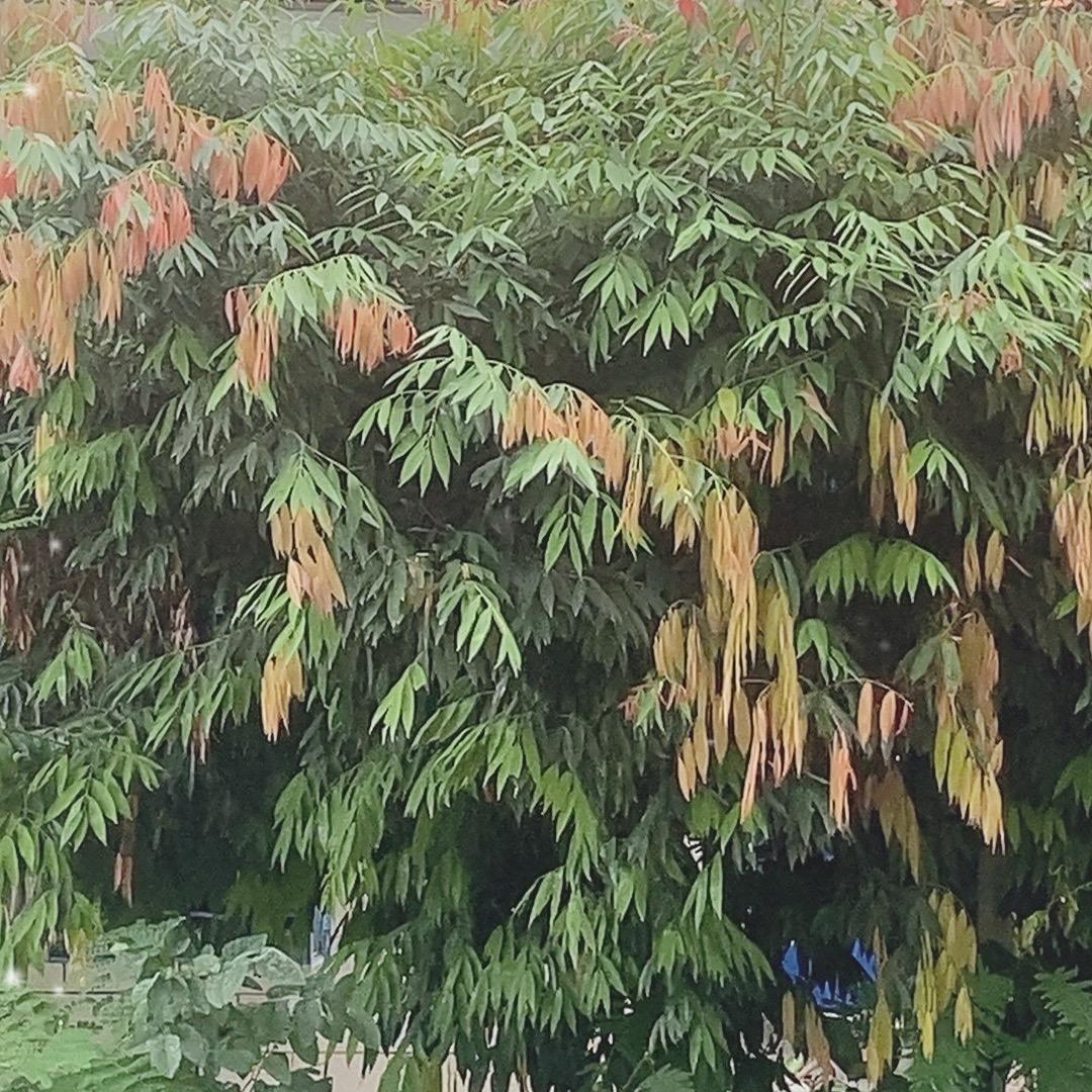 涛涛8
