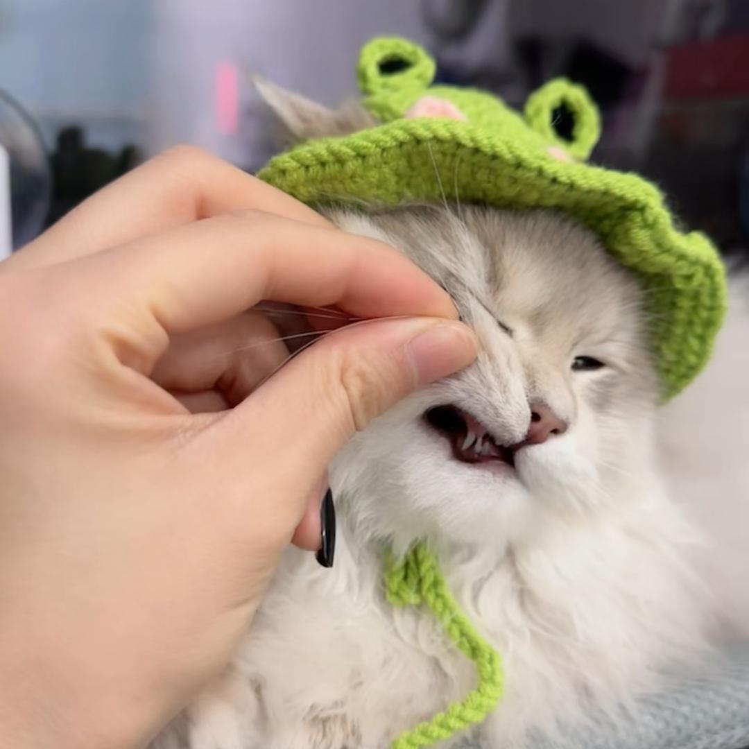 小猫手办