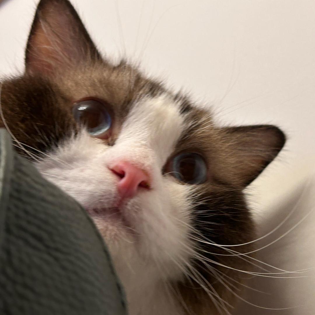 遇到困难睡大觉