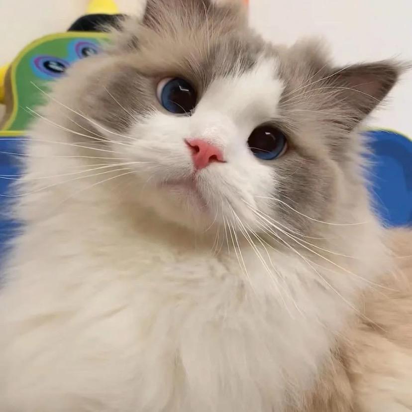 岁岁是个神仙猫