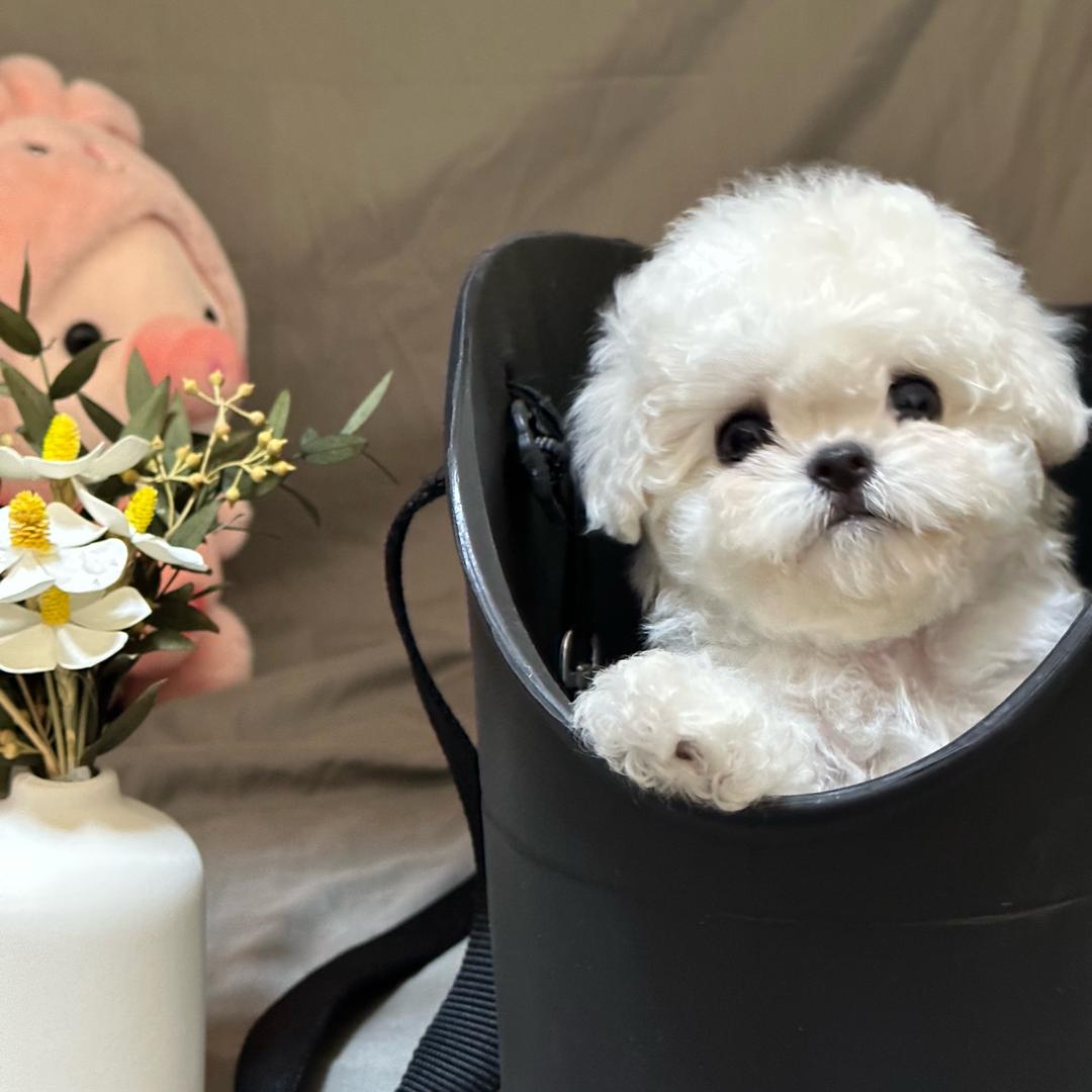 OMG韩系比熊屋屋2️⃣