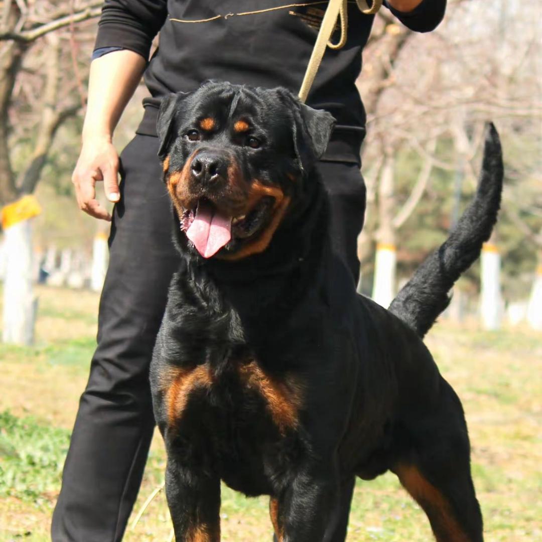 齐鲁罗威纳犬舍（Ckurk）