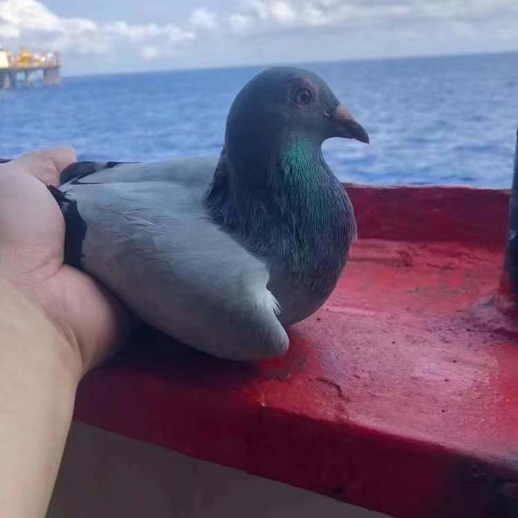 笙腾台鸽网