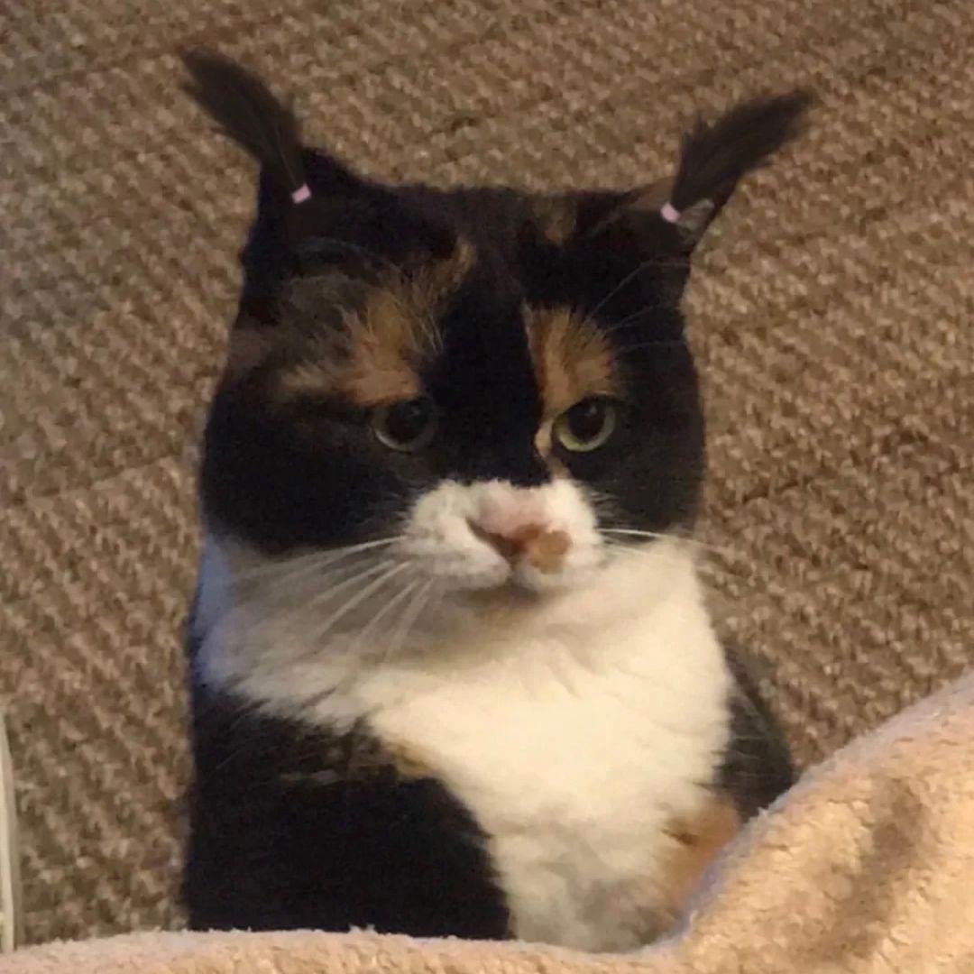 哼