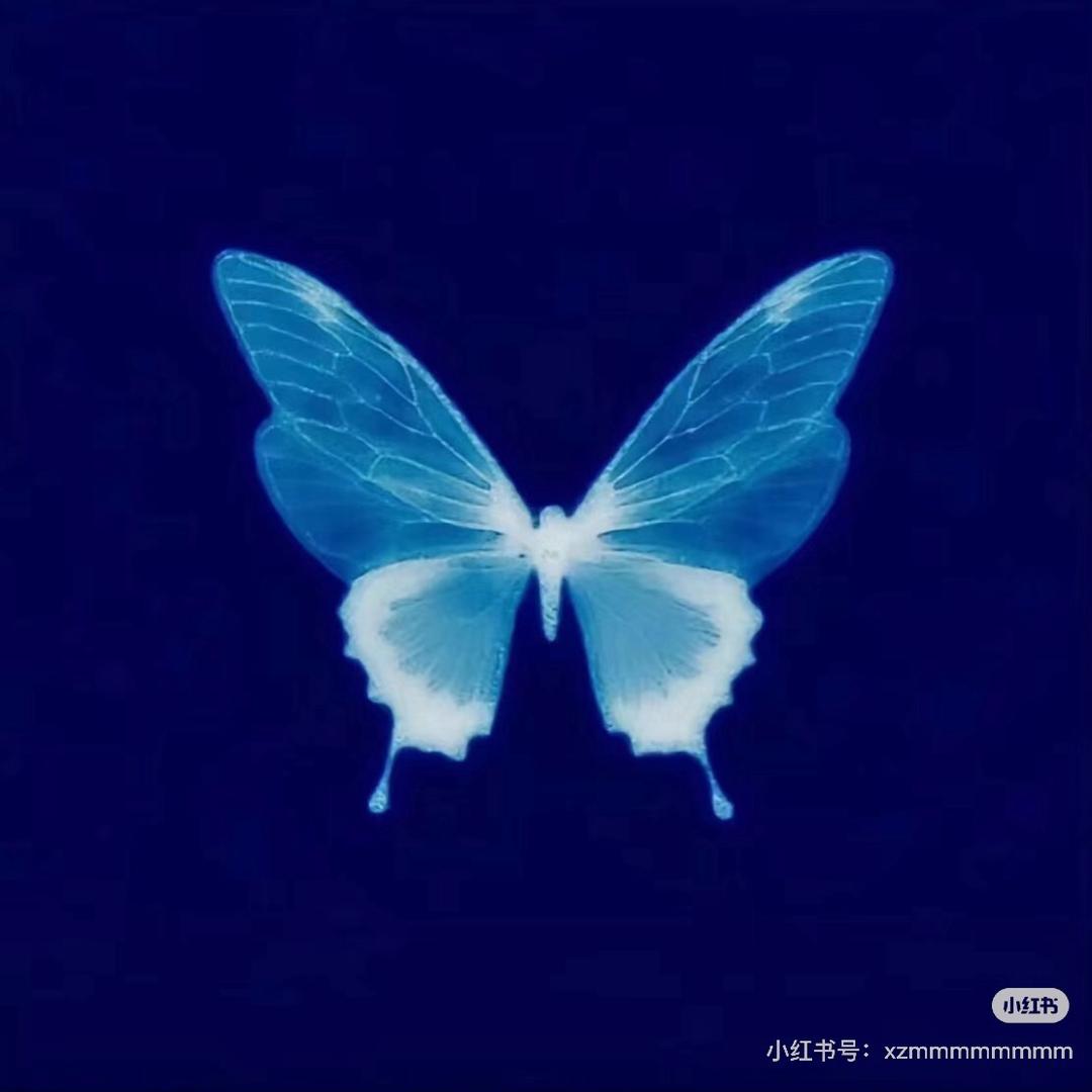 就像一只蝴蝶飞过废墟