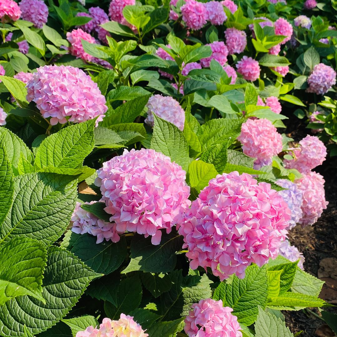 茹枫