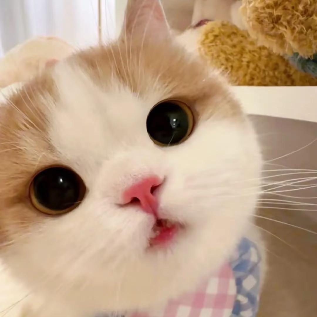 猫咪优选🧐