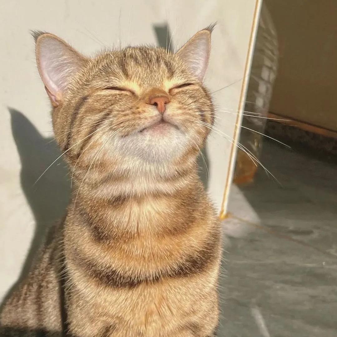 楠歌子XY（贪吃鼠一枚）