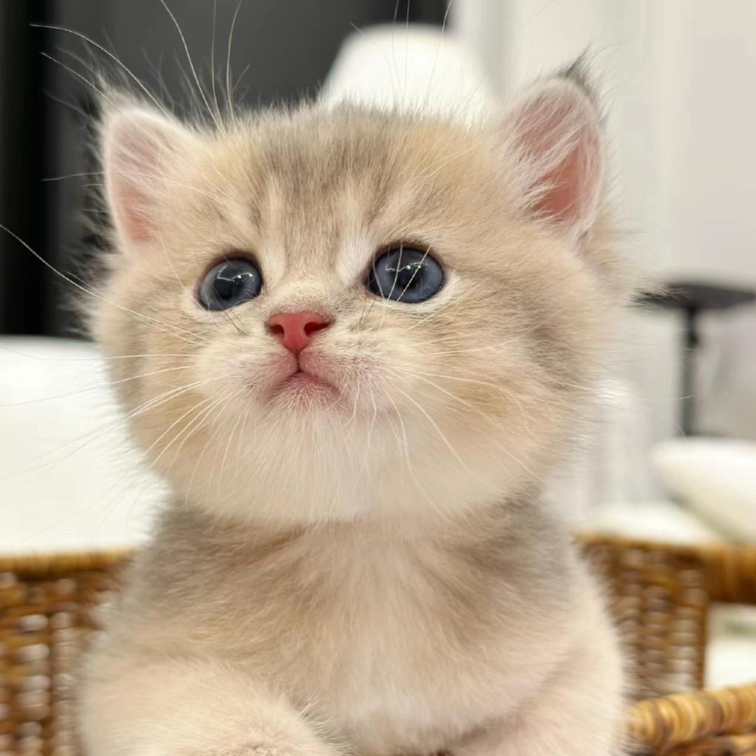 开猫咖的刘院长