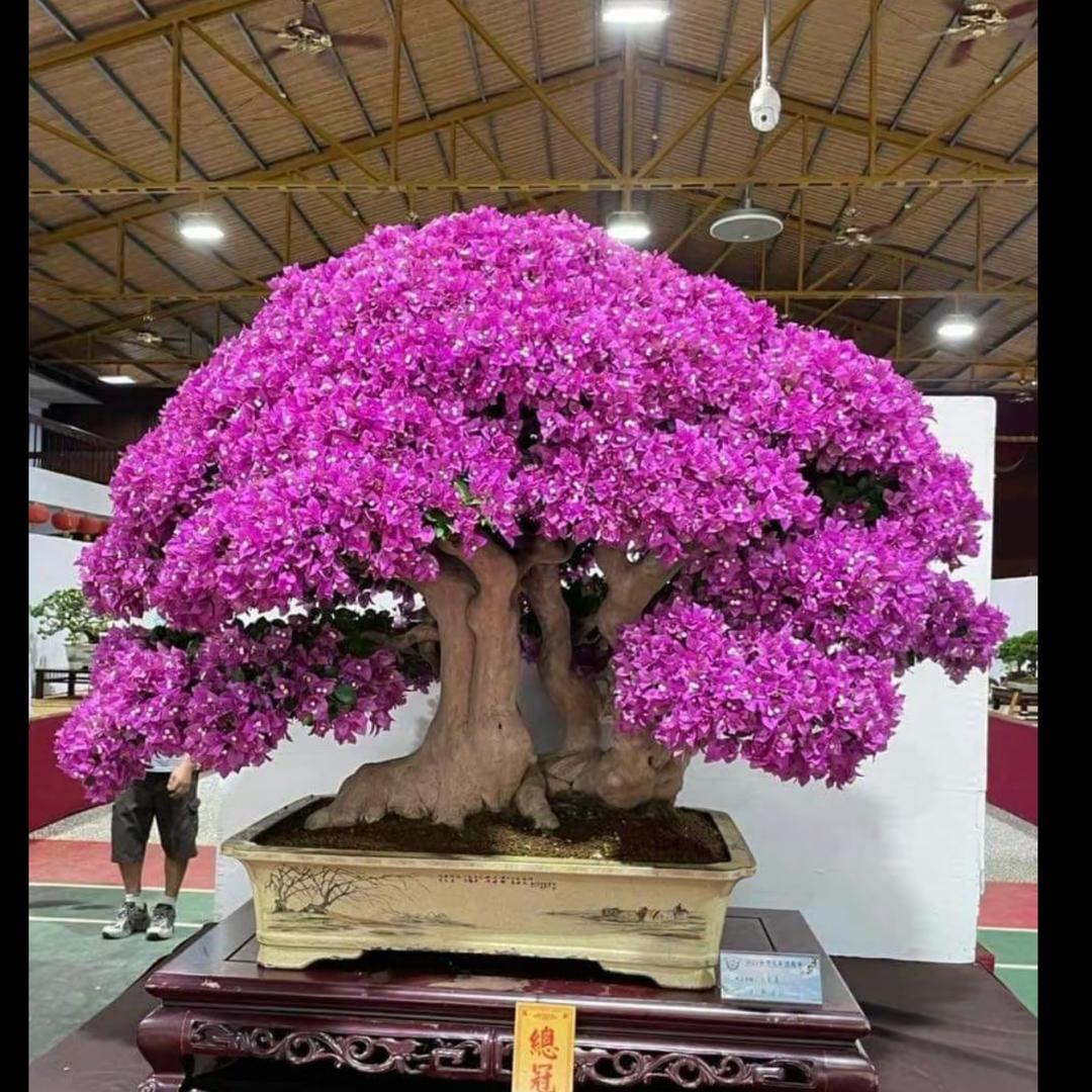 抖仔三角梅