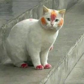 狸小猫