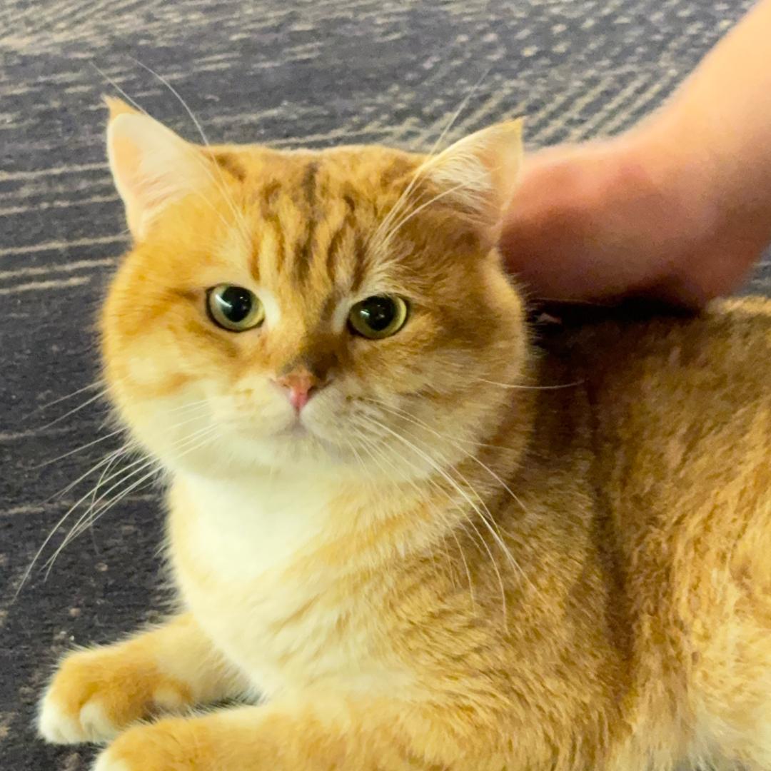 茶猫（八月我来了！）