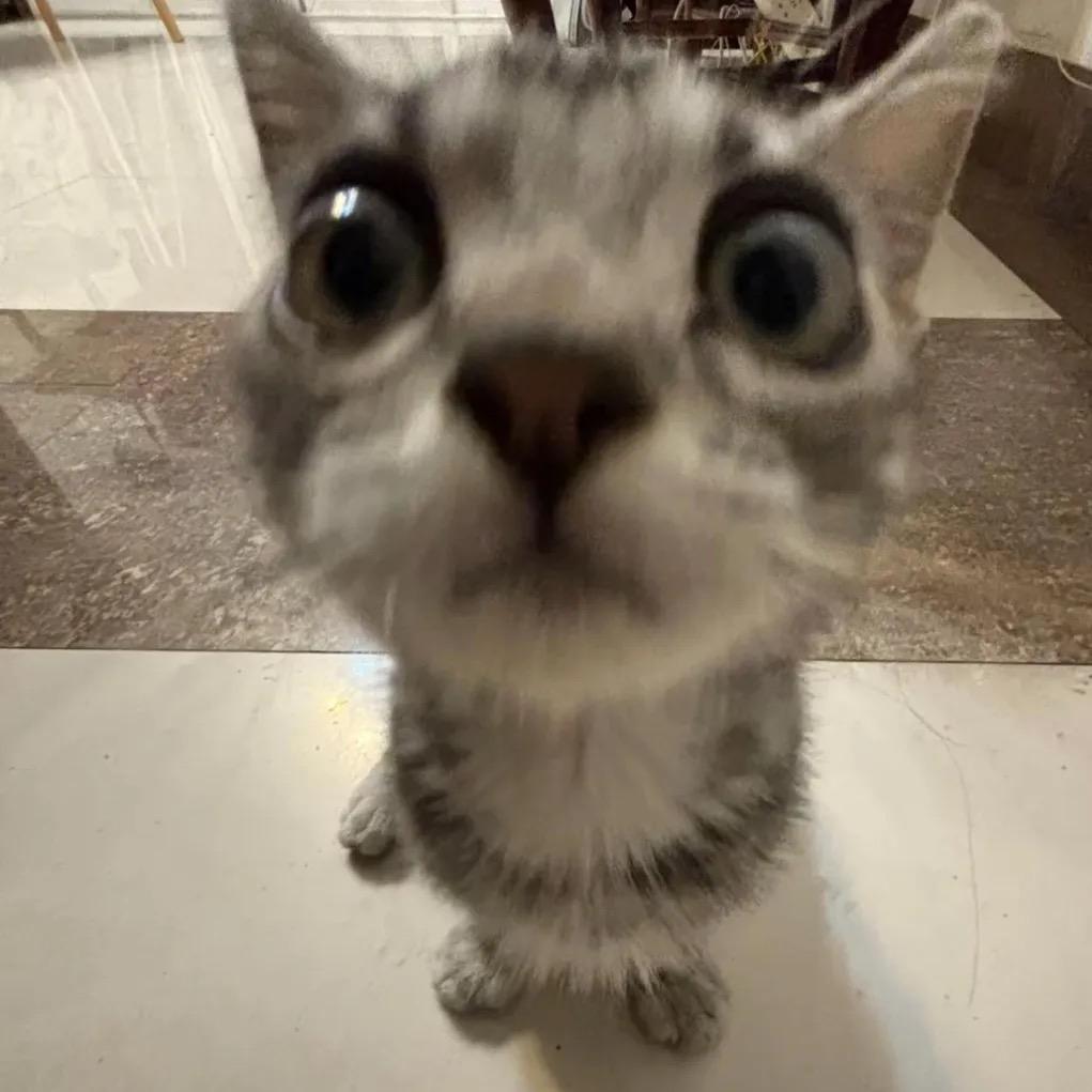 要要（求推荐版）