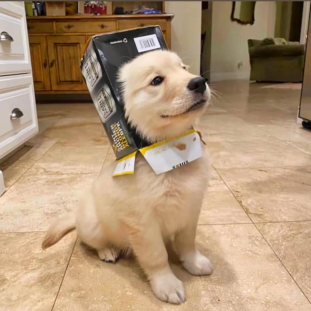 黄狗先生