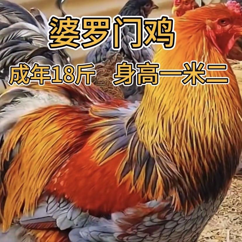 动尔宠物授权号