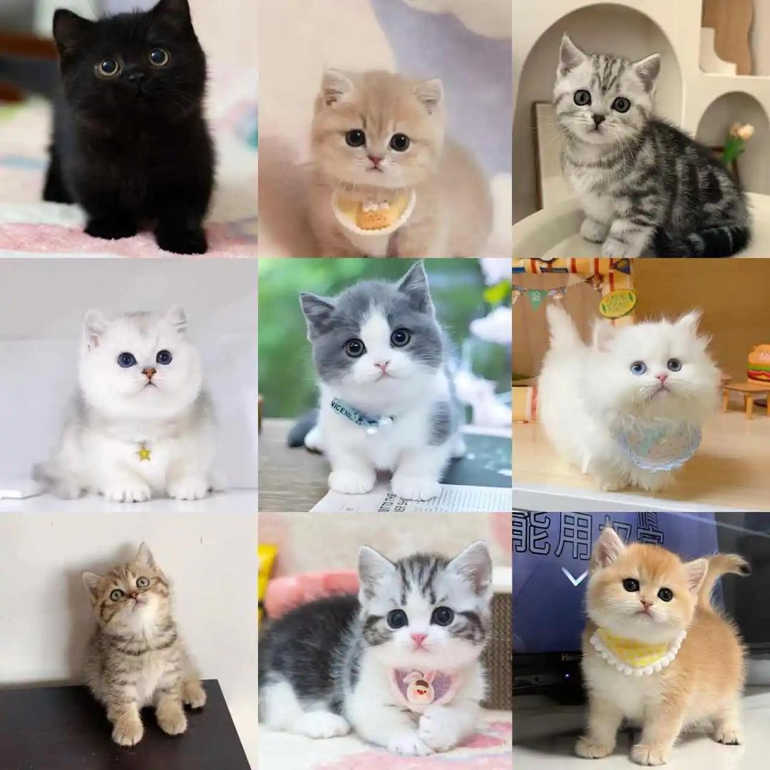 菏泽大魔王宠物创意屋