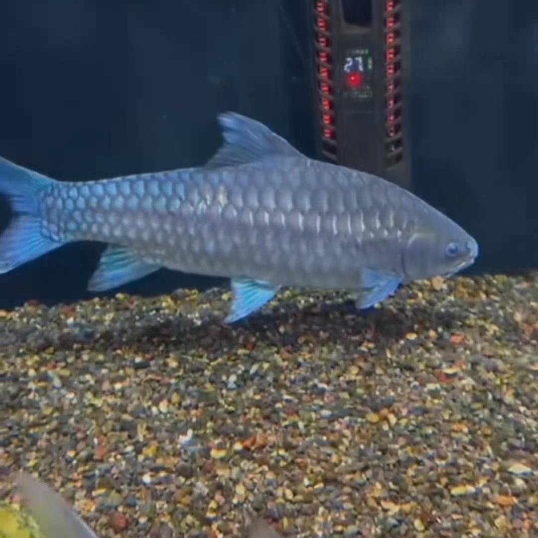 阿杜爱养鱼（文化人）