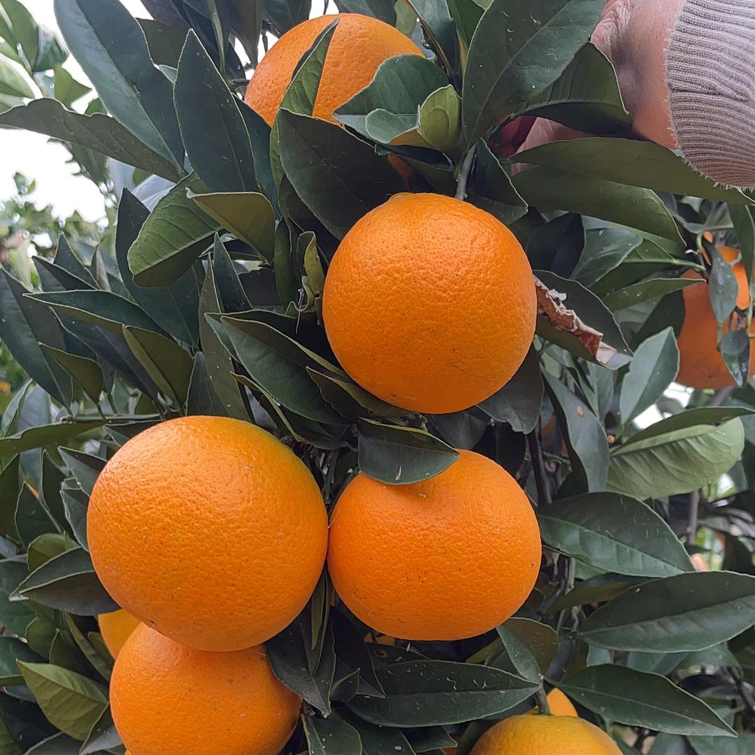 高同学有一座山头