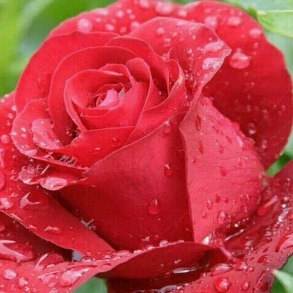 雷州松竹东井白切香肉