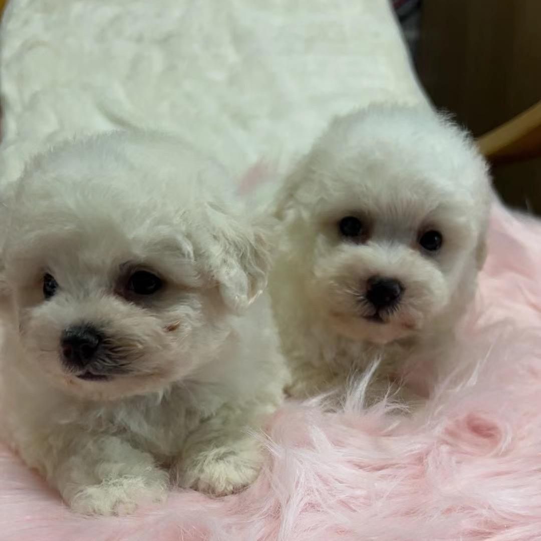 毛球泰迪犬舍