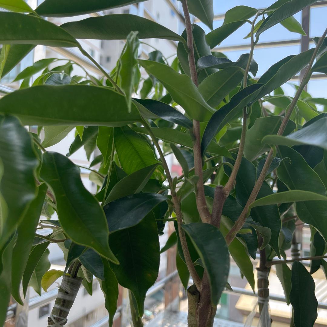 野人沉香文化中心