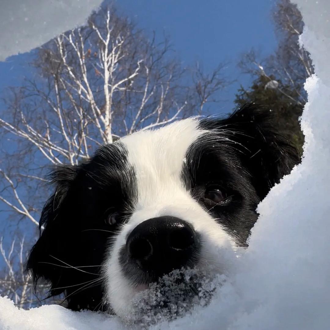 阳关雪