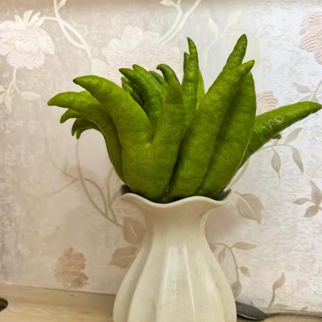 植物小二